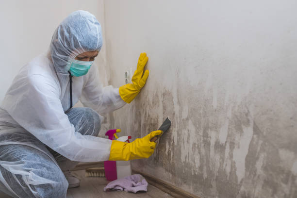 Best Mold Removal for HVAC Installations  in Boiling Springs, PA