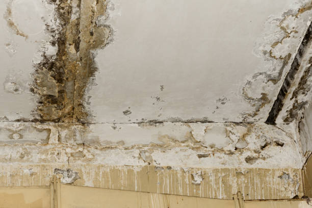 Best Dehumidification Services  in Boiling Springs, PA