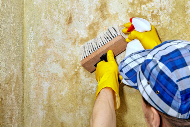 Best Crawl Space Mold Remediation  in Boiling Springs, PA