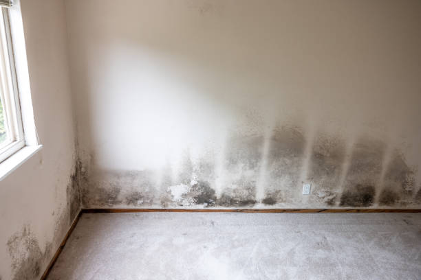 Best Basement Mold Removal  in Boiling Springs, PA
