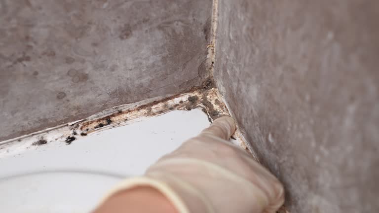 Best Environmental Consulting for Mold Prevention  in Boiling Springs, PA